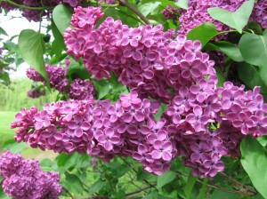 Lilac blooms