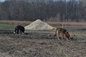 Picture of my dogs eating dirt