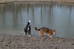 Picture of my dogs coming out of the pond