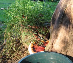 Picture of Pizza-like mushroom