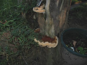 Picture of Pizza-like mushroom